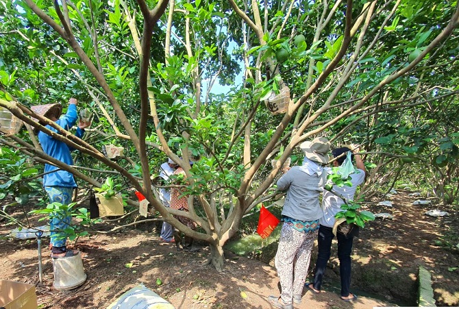 Ảnh 3: Nhà vườn đang tất bật tạo hình cho bưởi để bán trong dịp Tết. Ảnh 3: Nhà vườn đang tất bật tạo hình cho bưởi để bán trong dịp Tết.