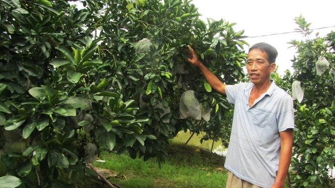 Nhờ tuân thủ các kỹ thuật sản xuất theo VietGAP, vườn bưởi anh Mạnh luôn rất sạch sâu bệnh, chất lượng quả cao, mẫu mã đẹp. Ảnh: Hải Tiến.