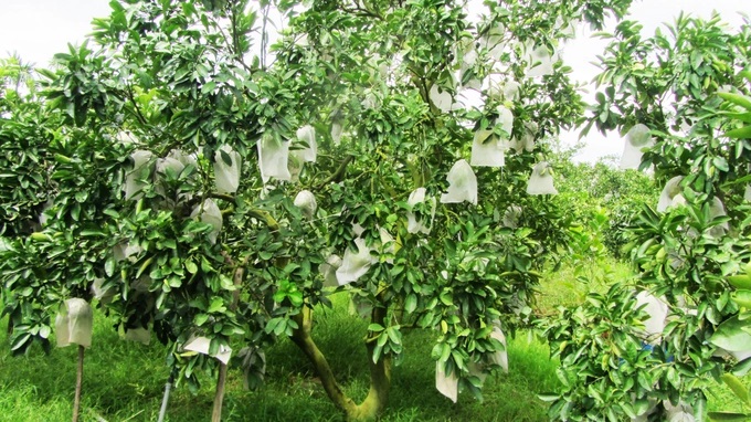 Cây bưởi được bao quả ngăn ruồi vàng và nắng rám vỏ