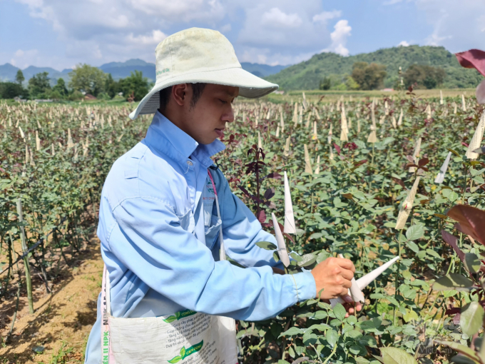 Bình thường, vườn hoa của gia đình anh Đặng Đình Thụ mỗi năm thu lãi 200 triệu đồng/ha. Ảnh: Đào Thanh. 