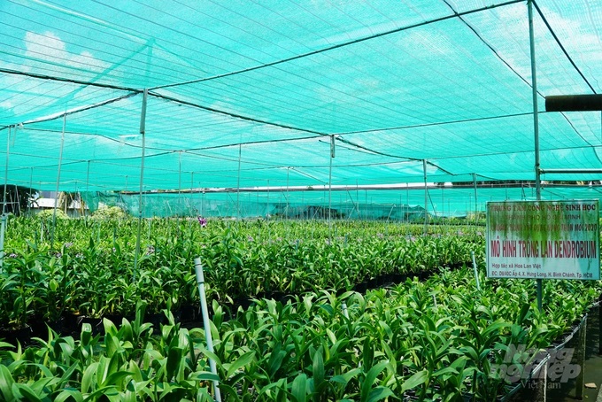 Vườn lan Thuận Khanh - thành viên của HTX Hoa lan Việt.