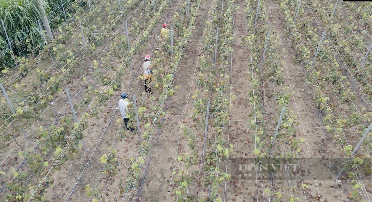 Gia Lai: Người phụ nữ chân đất U60 bỏ hàng trăm triệu tiên phong trồng nho hạ đen - Ảnh 1.