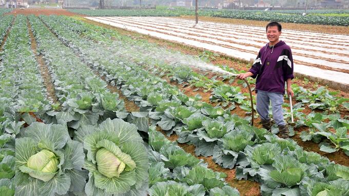 Diện tích rau màu các loại ở vụ đông của Nghệ An tăng nhanh trong những năm qua. Ảnh: BNA.