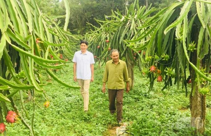 Ông Hoàng Ngọc Khởi (phải) là một trong những nông dân đi đầu mạnh dạn chuyển đổi nhiều loại cây trồng để tìm ra cây phù hợp cho địa phương. Ảnh: Công Hải.