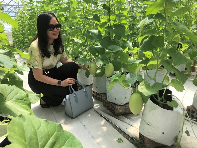 Vườn trồng dưa lưới của Trung tâm Nghiên cứu và Dịch vụ khoa học Công nghệ Đại học Quang Trung. Ảnh: V.Đ.T.