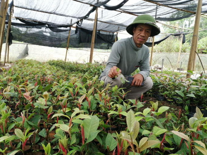 Vườn ươm cây chè hoa vàng của ông Nguyễn Văn Tằng ở thôn Khe Dăm, xã Lâm Ca (Đình Lập, Lạng Sơn). Ảnh: Trung Quân.