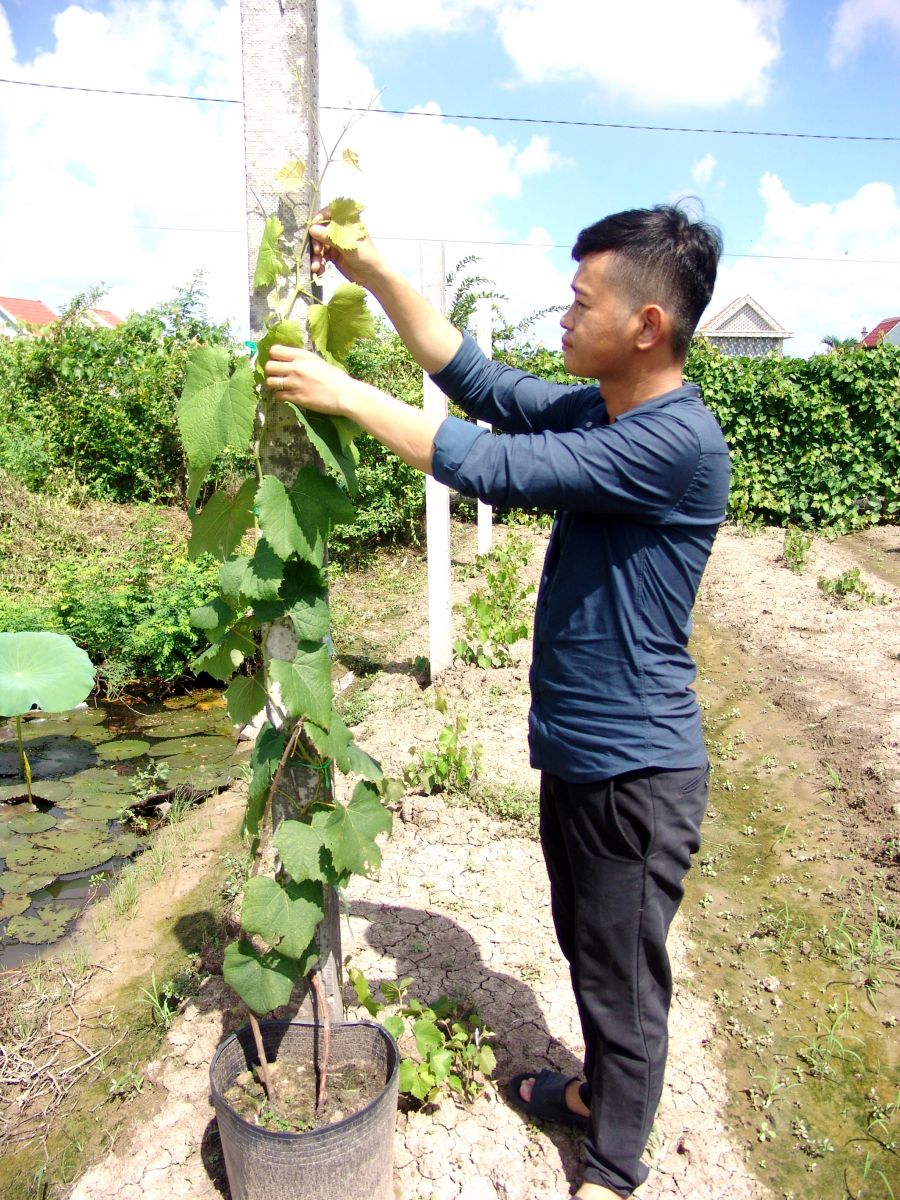 Long An: 9x ươm giống cây dây leo này bán qua mạng thu mỗi tháng vài chục triệu đồng giữa dịch Covid-19  - Ảnh 3.