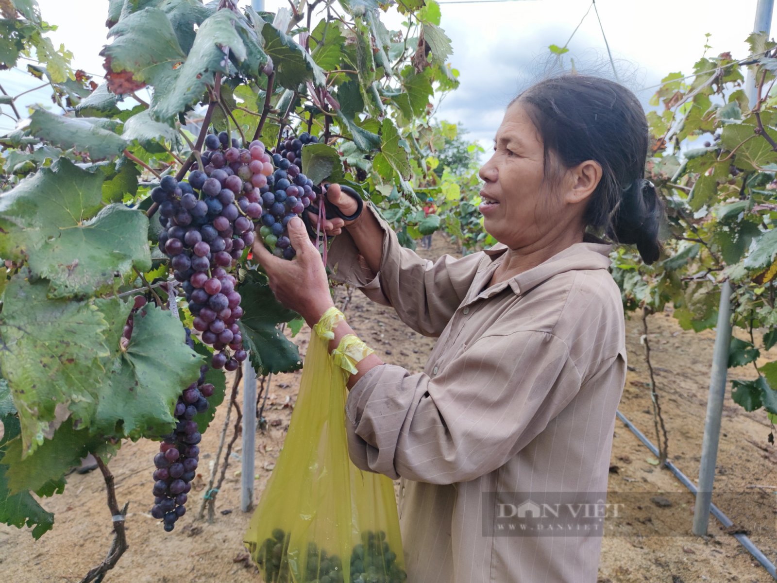 Gia Lai: Người phụ nữ chân đất U60 bỏ hàng trăm triệu tiên phong trồng nho hạ đen - Ảnh 2.