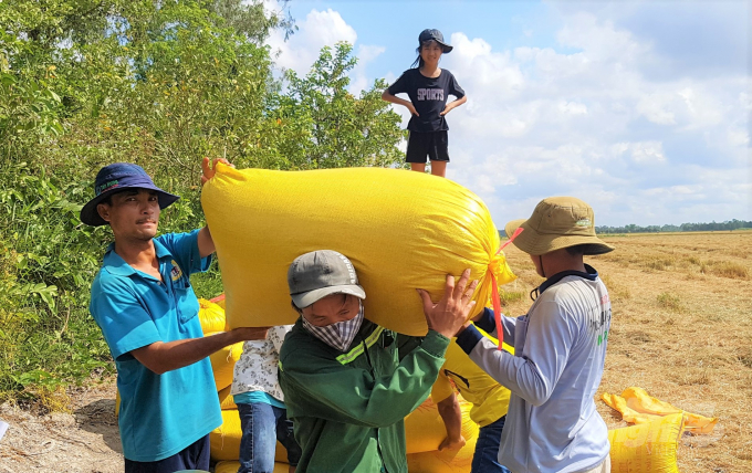 Người dân thu hoạch lúa ở vùng Nam bộ.