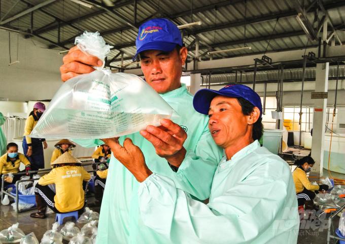 Người nuôi tôm chọn mua tôm giống sạch bệnh và thương hiệu uy tín. Ảnh: Hữu Đức.