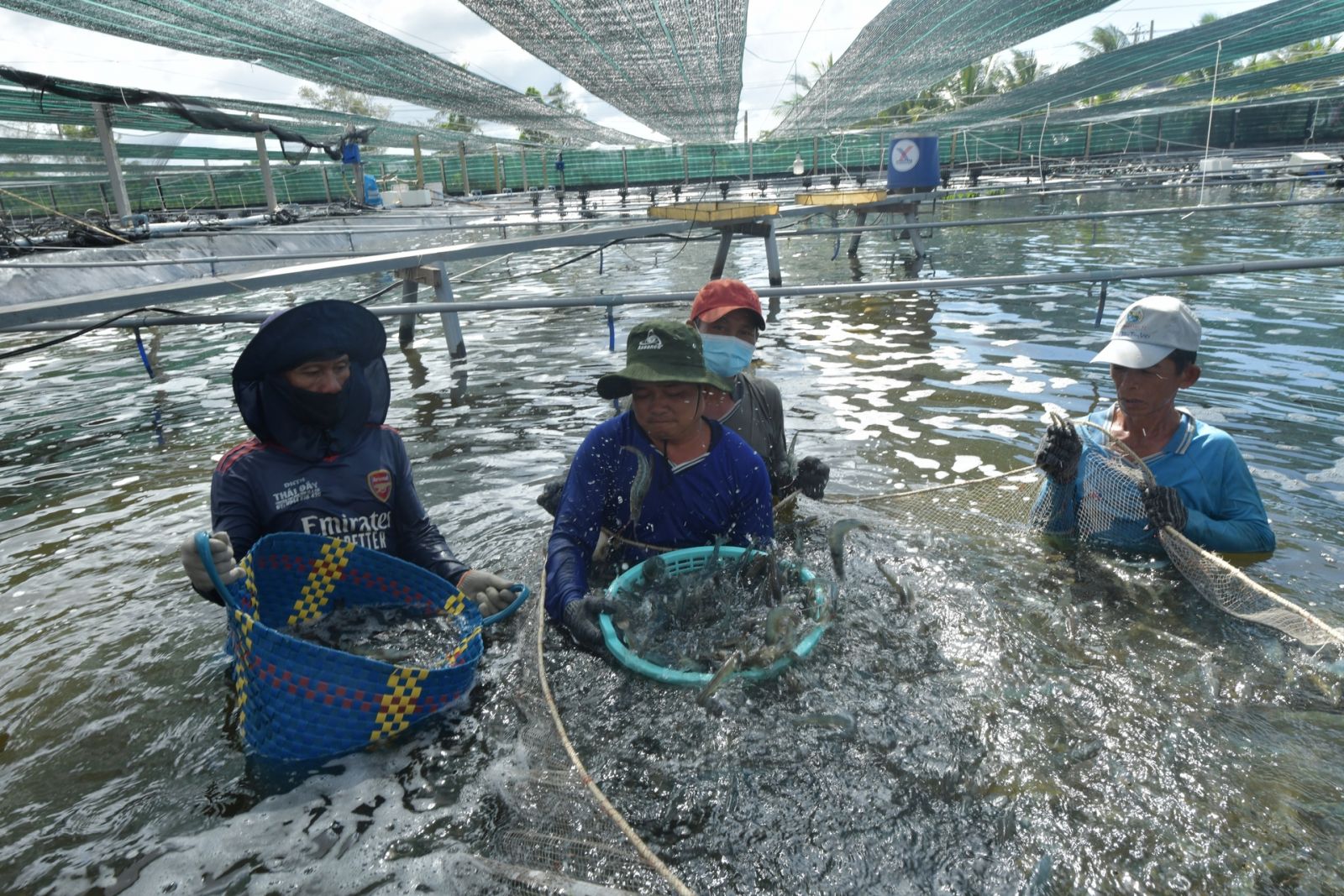 Dự báo xuất khẩu tôm Việt Nam cả năm 2023 nếu lạc quan nhất sẽ đạt 3,5 - 3,6 tỉ USD, giảm 16 - 18% so với cùng kỳ năm ngoái. Ảnh: Thanh Cường.