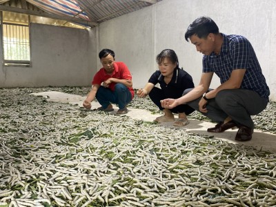 Dệt tương lai từ nong kén: Câu chuyện lập nghiệp của chị Hoàng