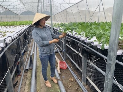 Bà Rịa - Vũng Tàu: Sôi động nông nghiệp thông minh
