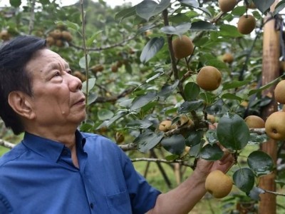 Cải tạo sức khỏe đất và cây trồng để phát triển cây ăn quả