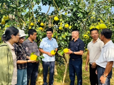 Bưởi Phúc Trạch được cấp chứng nhận hữu cơ, rộng đường xuất khẩu
