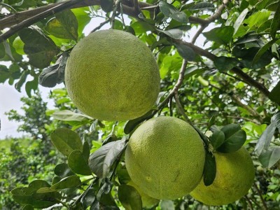 Những vườn bưởi sung sức nhờ áp dụng IPHM
