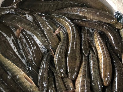 Trà Vinh: Giá thức ăn tăng mạnh, người nuôi cá lóc lỗ thê thảm