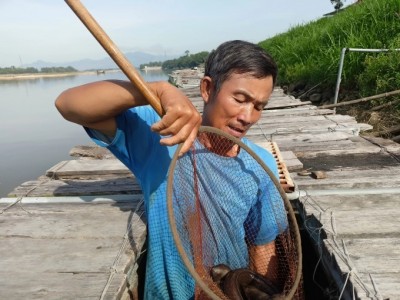 Hợp tác nuôi cá lồng trên sông Trà Khúc, lãi hơn 60%