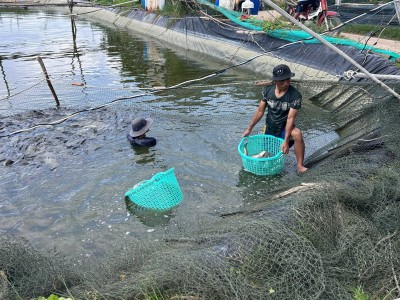Cá rô phi tăng giá mạnh nhờ xuất sang Mỹ