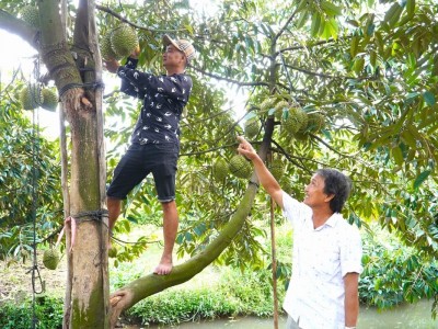 Cần Thơ xuất hiện nhiều mô hình nông nghiệp thu nhập tiền tỷ mỗi năm