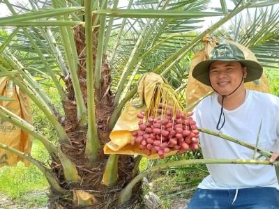 Trồng hơn 1.200 gốc chà là, mỗi năm lãi nửa tỷ đồng