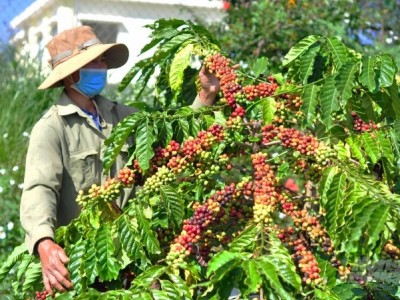 Dự án VnSAT giúp hình thành chuỗi liên kết sản xuất cà phê chất lượng cao
