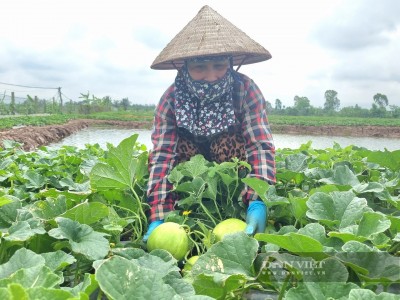Trên bãi bồi ven biển Kim Sơn, nông dân Ninh Bình rủng rỉnh tiền nhờ trồng thành công loại quả đẹp mã, ăn ngon