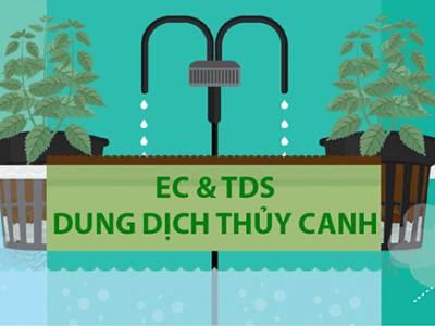 Chỉ số EC và TDS là gì ? Mối Quan hệ - Tầm quan trọng của EC và TDS trong thủy canh cây trồng. Cách đo EC/TDS chính xác.
