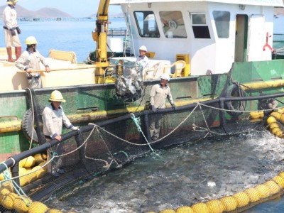 Giải pháp phát triển nuôi biển công nghiệp