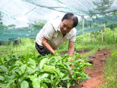 Cà phê trồng mới ồ ạt, lo chất lượng giống