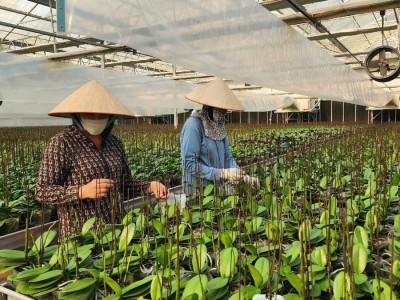 Hải Phòng tìm cách phát huy các 'mỏ vàng' nông nghiệp