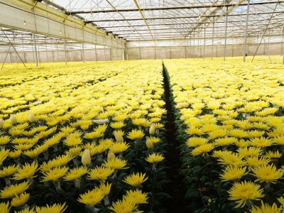 Các trang trại hoa lớn nhất Đà Lạt nhộn nhịp 'đón' Tết