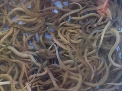 Hiệu quả kinh tế từ mô hình nuôi lươn không bùn ở An Quảng Hữu