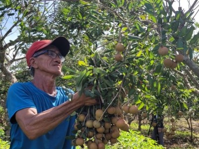 Tăng Gấp Đôi Giá Trị Nông Sản Nhờ Kết Nối Sản Xuất Với Chế Biến
