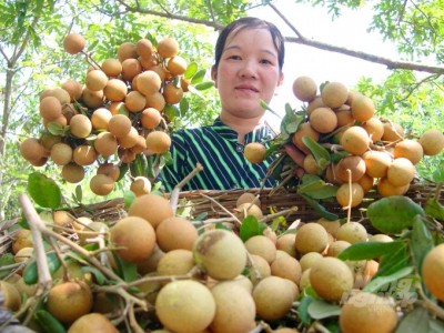 Nhãn xuồng cơm vàng xã Khánh Hòa chuẩn bị xuất khẩu sang Úc và Hoa Kỳ