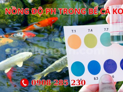 Nồng độ pH trong hồ, bể cá Koi bao nhiêu là chuẩn? Hướng dẫn cách đo pH chính xác và biện pháp duy trì độ pH an toàn cho ao nuôi cá Koi.