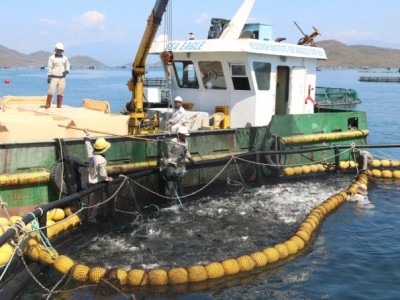 Khánh Hòa kêu gọi doanh nghiệp đầu tư nuôi biển quy mô lớn