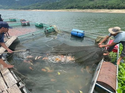 Xây dựng chuỗi liên kết nuôi cá điêu hồng xuất khẩu