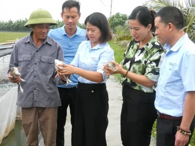 Nuôi ghép trên ếch, dưới cá rô phi, nhân đôi thu nhập