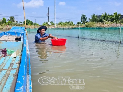 Một nơi ở Cà Mau, dân nuôi 