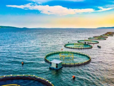 Chiến lược 'hái tiền tỷ' nhờ mô hình nuôi thủy sản ngoài khơi