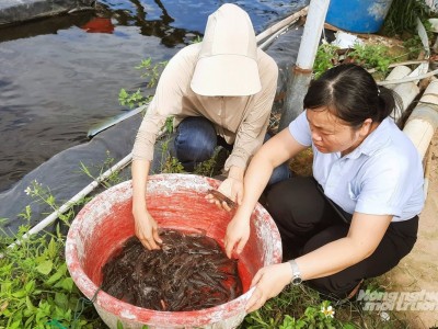 Nuôi tôm 2 giai đoạn: Giải pháp bền vững vùng ven sông