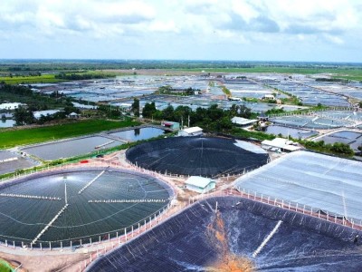 Nuôi tôm kiếm bạc tỷ ở vùng ngọt quanh năm: Lợi trước, hại sau?