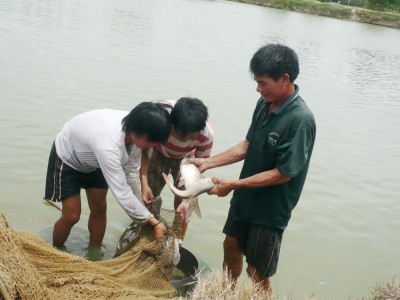 Nuôi cá nước ngọt tạo cơ hội giảm nghèo ở vùng nông thôn