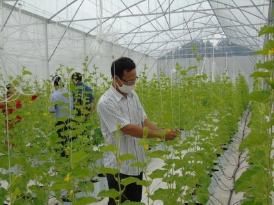 Ninh Thuận cấp 10 mã số vùng trồng cho rau, quả