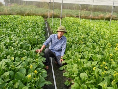 Người trẻ bén duyên nông nghiệp xanh: Công ‘rau’ dựng nghiệp từ hai bàn tay trắng