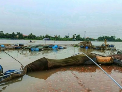 Nỗi lo từ hàng nghìn lồng bè nuôi trồng thủy sản trên sông Kinh Thầy