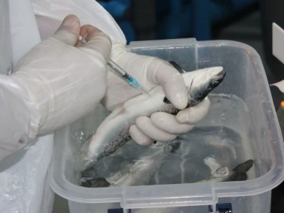 Tại sao liều lượng vaccine cho cá ngày càng thấp hơn?