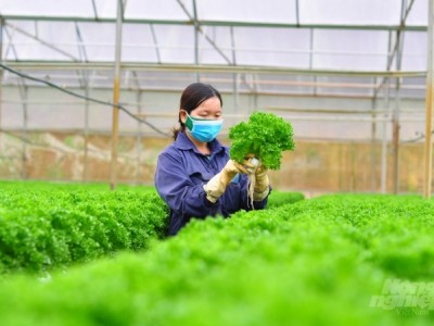 Nông nghiệp công nghệ cao Lâm Đồng chiếm 21% diện tích canh tác