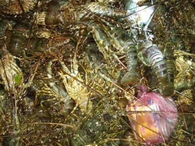 Hàng trăm lồng nuôi tôm hùm, cá biển bị chết do ảnh hưởng bão số 2